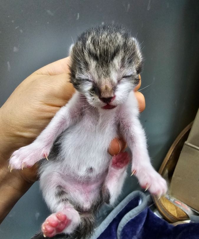 보호중 한국 고양이…